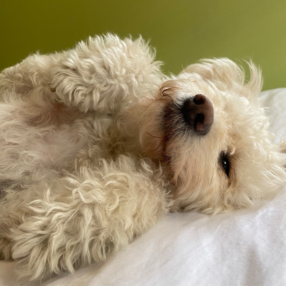 Meet your Posher, Mika